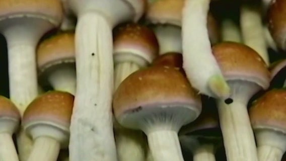San Francisco college offers nation's 1st degree in psychedelics