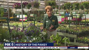 Pike Nurseries on the History of the Pansy