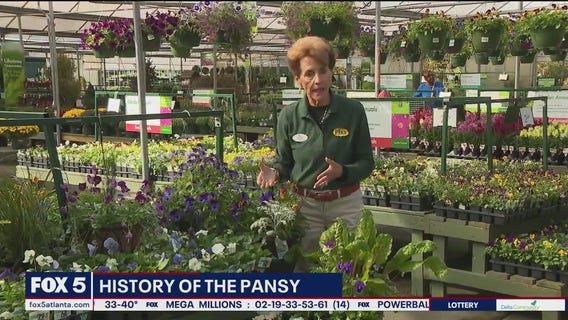 Pike Nurseries on the History of the Pansy