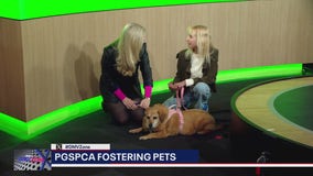 Fostering pets with PGSPCA