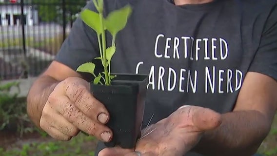 Which plants can survive through heavy rain?