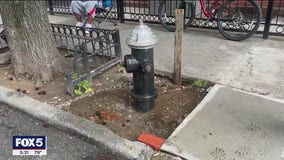 Goldfish living in puddle in Brooklyn