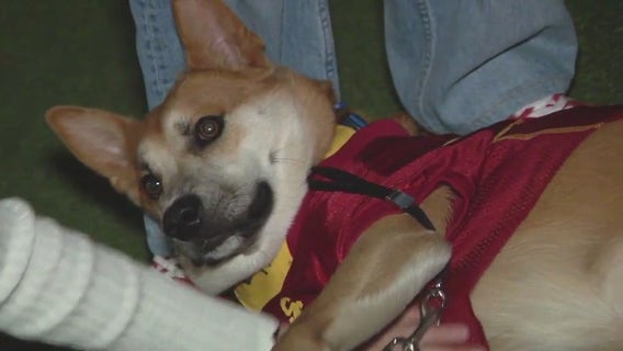 USC students create foster spaces for dogs, cats