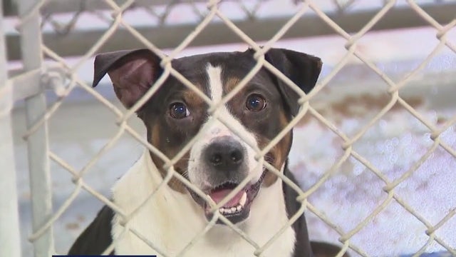 South Houston Animal Shelter Under Fire: Director resigns amid disturbing allegations of animal abuse