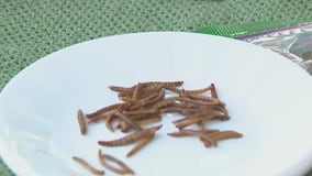 Wehr Nature Center’s 19th annual Bug Day; celebrates tiny creatures