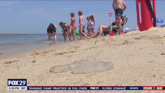 Jellyfish invasion at Delaware beaches: Visitors urged to stay cautious