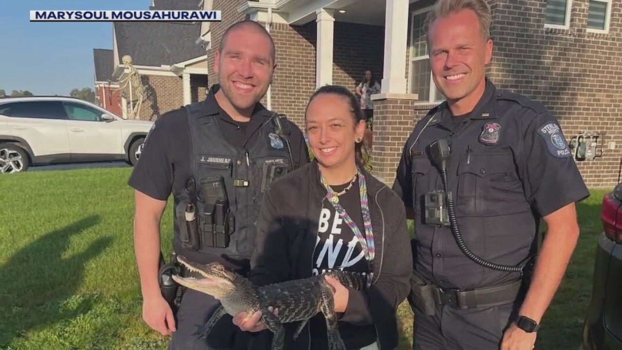 Alligator Rescued from Car in Michigan