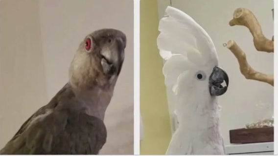 Exotic bird stolen from pet shop recovered in Hayward