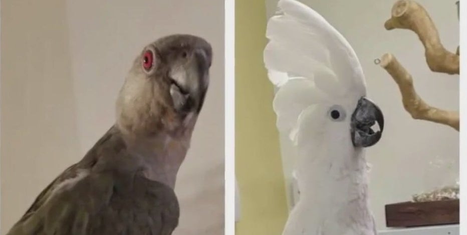 2 exotic birds stolen from Concord pet shop