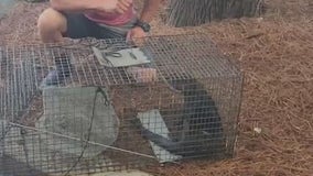 Problem otter trapped at Lake Eola after swan deaths