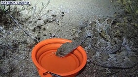 Arizona hiker offers dehydrated rattlesnake water