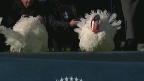 MN turkeys pardoned by Joe Biden [RAW]