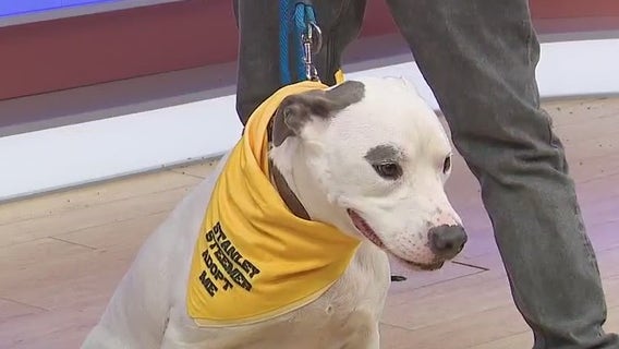 Adopt-A-Pet: Meet Shadow