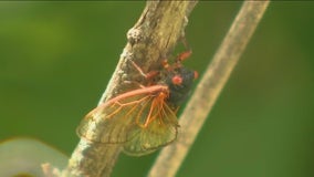 Chicago-area boy finds rare cicadas amid great emergence