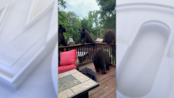 Mama bear, cubs make themselves at home on South Carolina deck, raid bird feeder