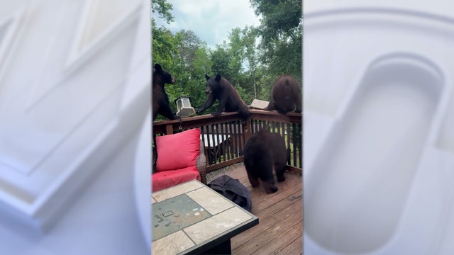 Mama bear, cubs make themselves at home on South Carolina deck, raid bird feeder