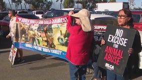 Animal rights protest at Bill Pickett rodeo in Industry