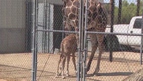 Wildlife World Zoo welcomes another baby giraffe