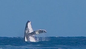 Whale makes big splash at the Olympics