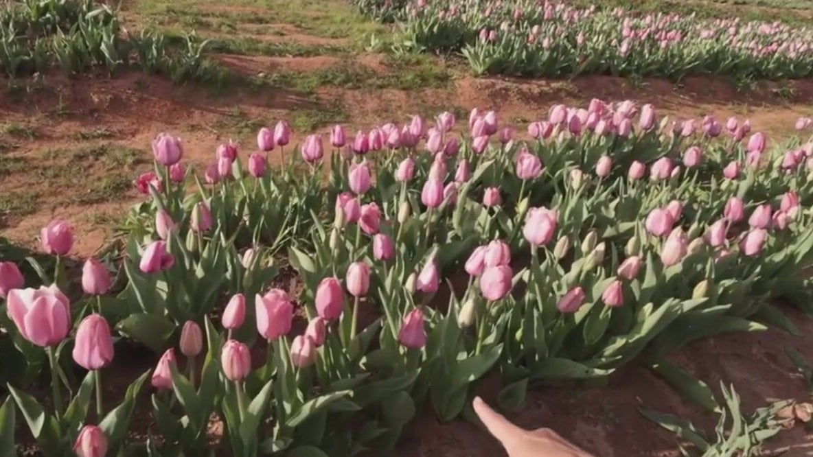 Tulip Festival at Yule Forest