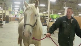 MN State Fair: Meet the rare horse named Pumpkin