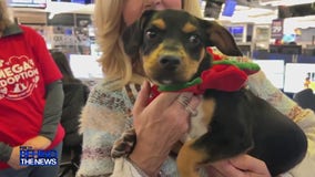 Brandywine Valley SPCA Mega Adoption event | FOX 29 Behind The News