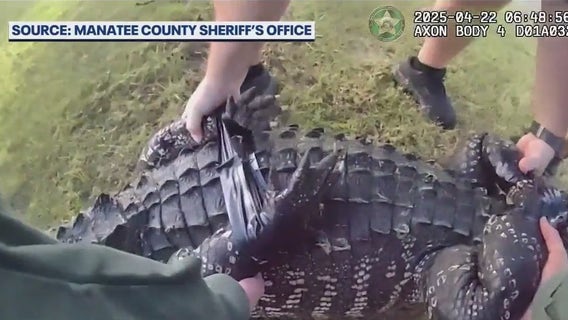 Florida deputies wrangle alligator outside high school: 'Biggest fight we've had in a while'