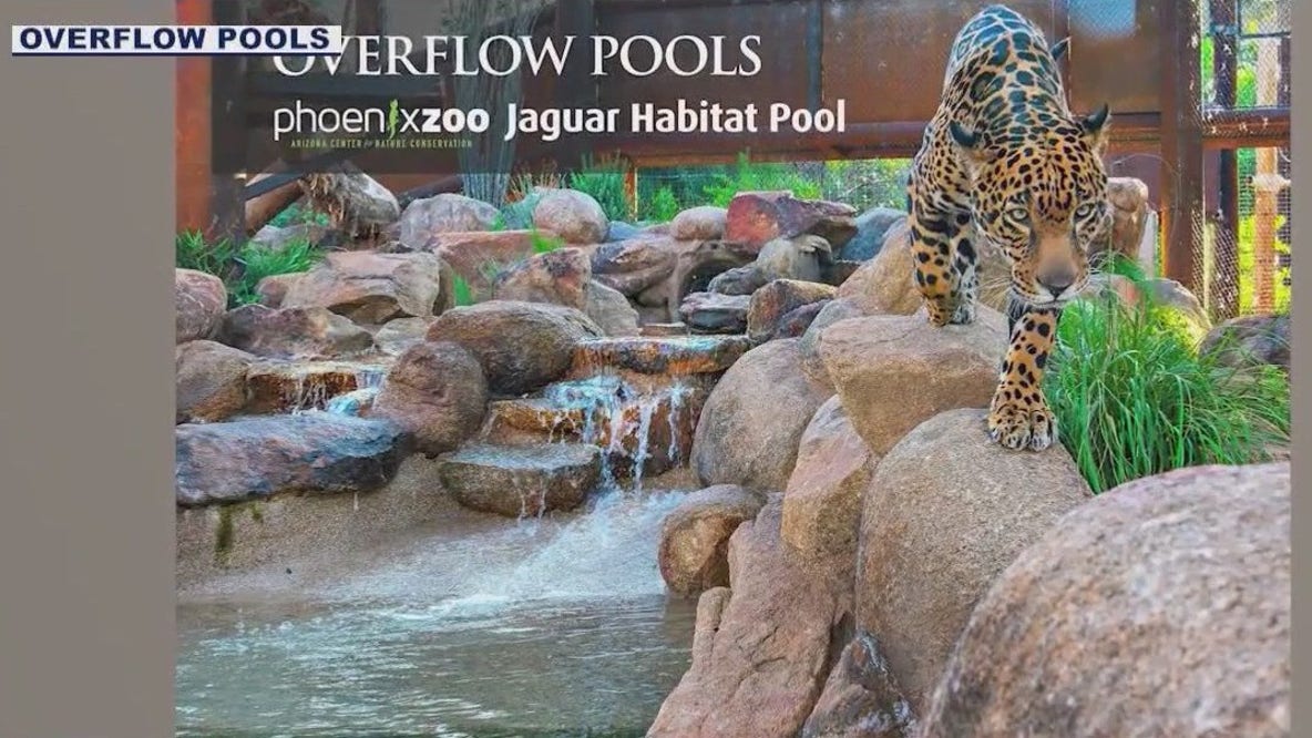 Big cats cool down at Phoenix Zoo