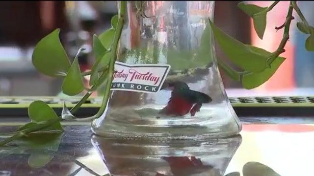 'Fishnapped': Beloved betta stolen from Satellite Beach Top Gun-themed restaurant