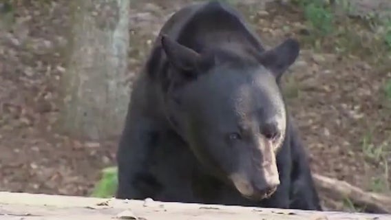 Florida bear hunt: FWC approves proposal for first bear hunt in 10 years
