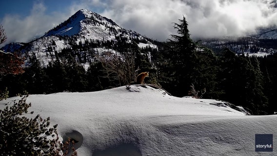 Watch: Rare, endangered fox caught on camera in California national park