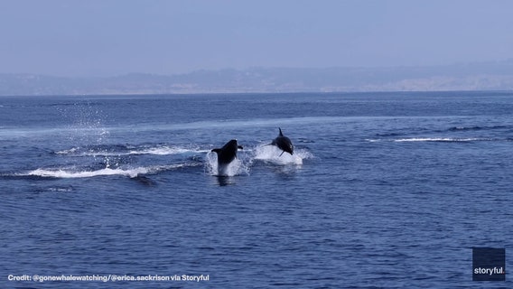 Watch: ‘Spectacular’ video shows dolphins leaping out of water off San Diego coast