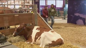 Shayne Wells at MN State Fair 4-H Livestock Show