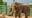 Tulsa Zoo gives update on elephants Billy and Tina