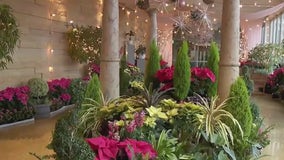 Holiday Flower Show at Como Conservatory