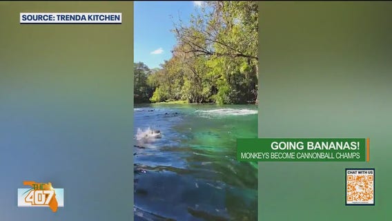 Monkeys make a big cannonball at Silver Springs in Ocala