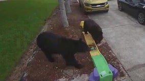 Black bears in the suburbs