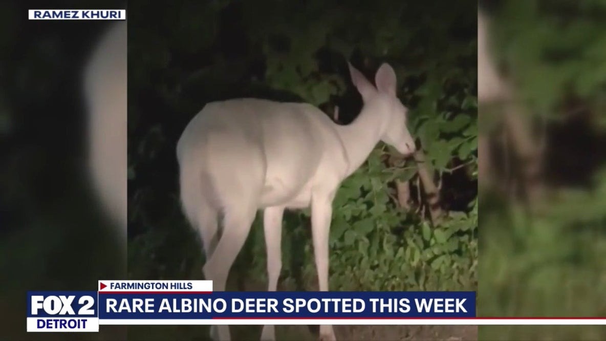 Rare Albino deer seen in Farmington Hills