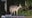 Rare Albino deer seen in Farmington Hills