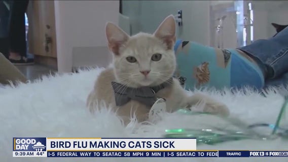 Bird flu making cats sick