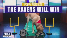 Poppy predicts the winner for the Cowboys-Ravens game