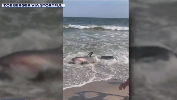Shark washes ashore at NYC beach, rescued by beachgoers