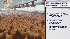 1st human bird flu case confirmed in LA County