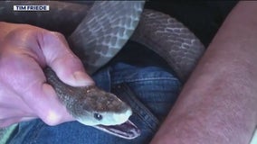 Man could be key to universal anti-venom