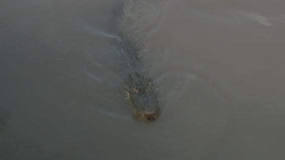National Alligator Day: A trip to Crocodile Encounter in Angleton, Texas