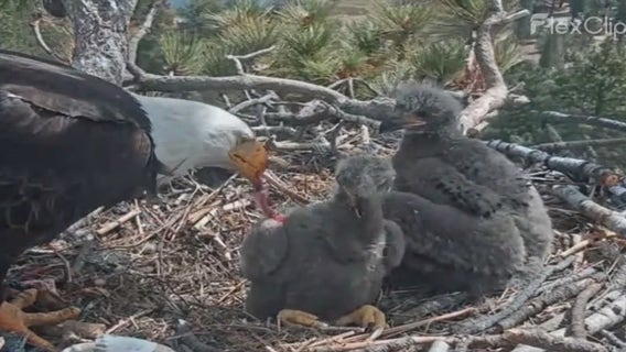 In Depth: Big Bear's Baby Bald Eagles