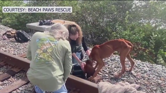 Dog missing since Hurricane Milton reunites with Bay Area family: 'That's my Miles'