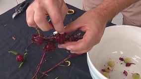 Harvesting Florida cranberries this fall