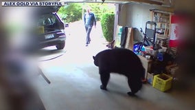 Bear charges at man in his garage