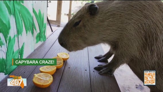 The capybara craze taking over the internet